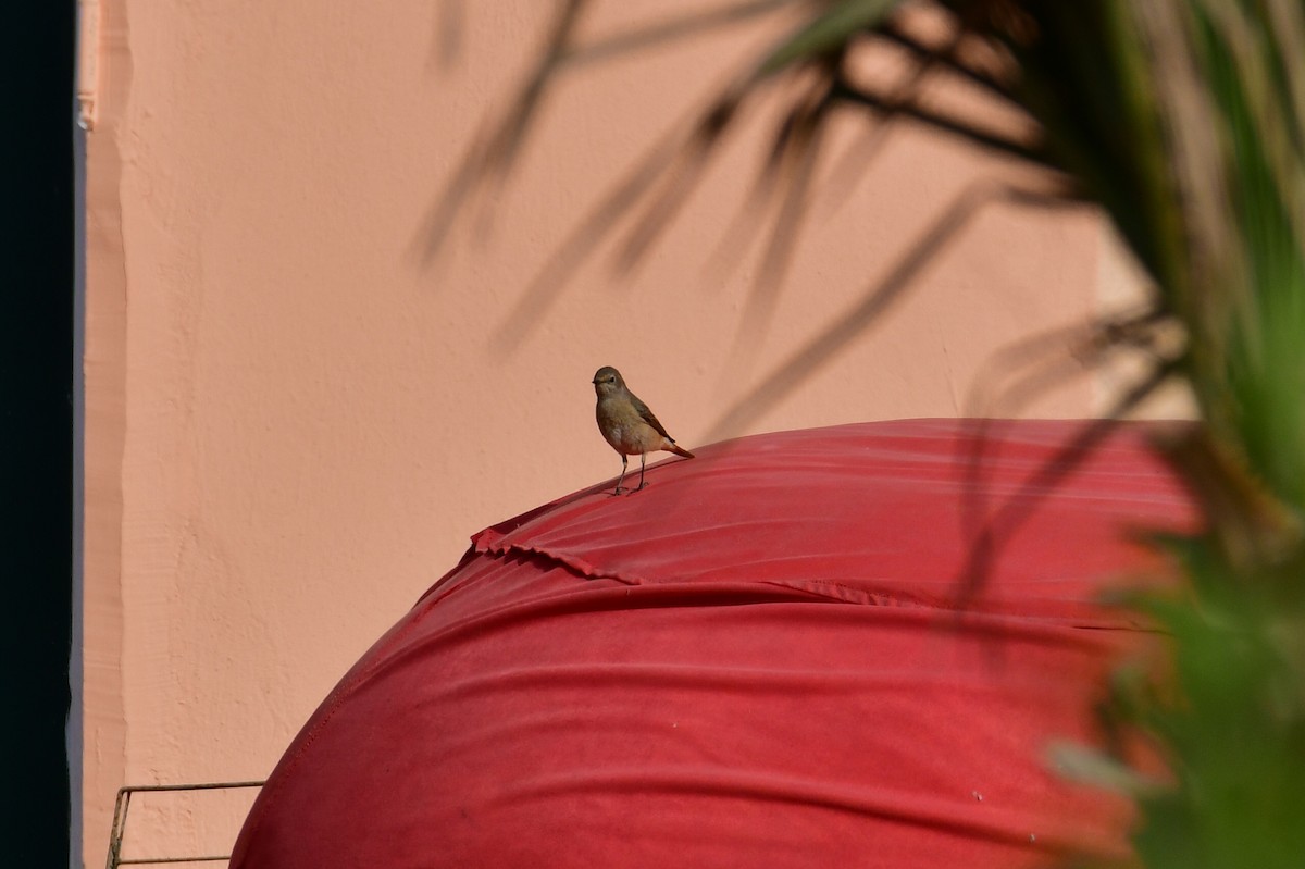 Common Redstart - Watter AlBahry