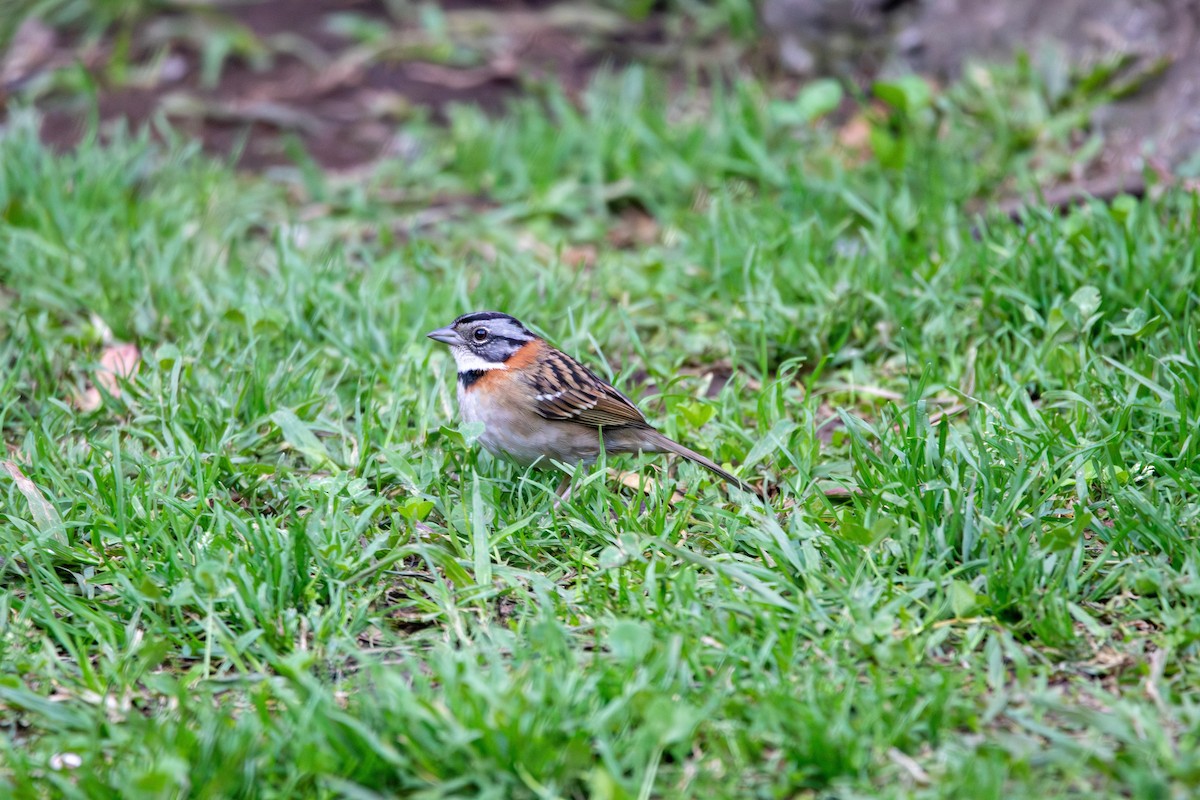 Rufous-collared Sparrow - Matt Fischer