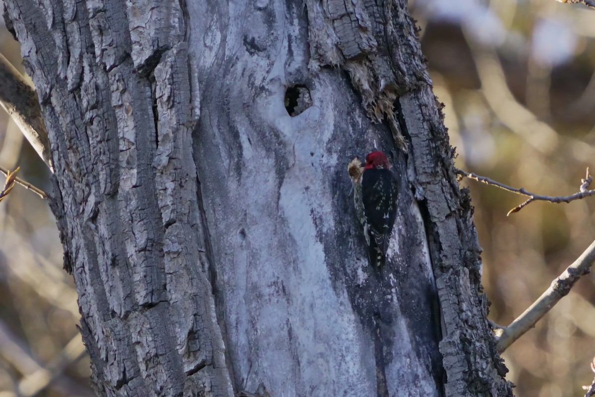 Red-breasted Sapsucker - ML618025174