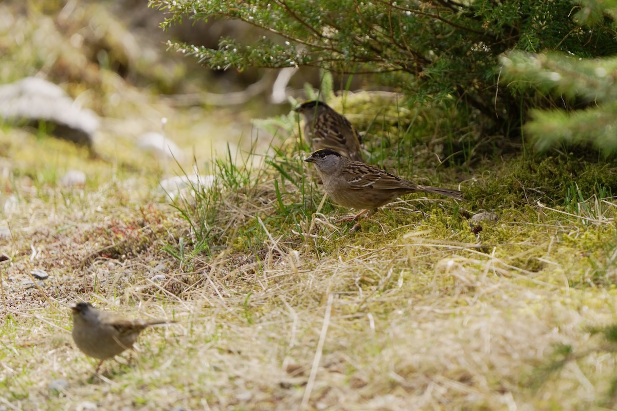 Golden-crowned Sparrow - Judith Hayden