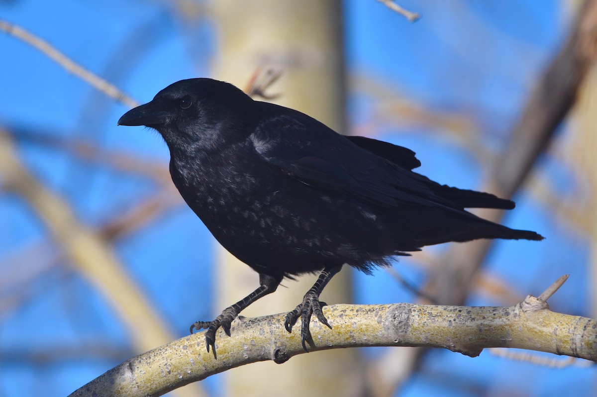 American Crow - D & I Fennell