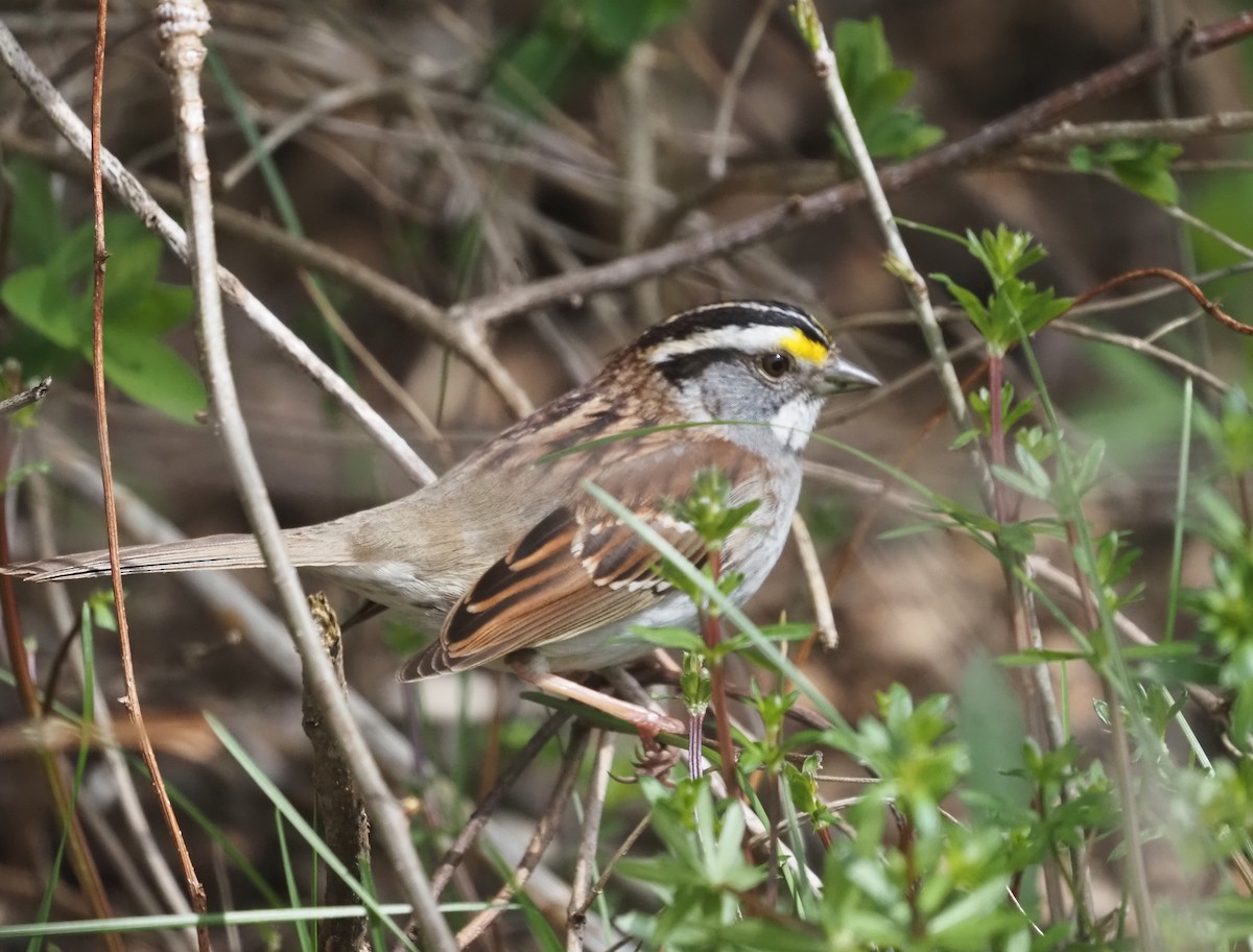 White-throated Sparrow - ML618025206