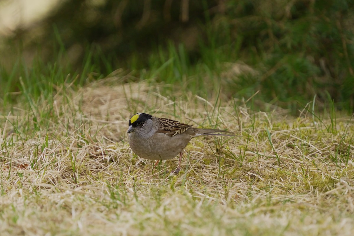 Golden-crowned Sparrow - ML618025212