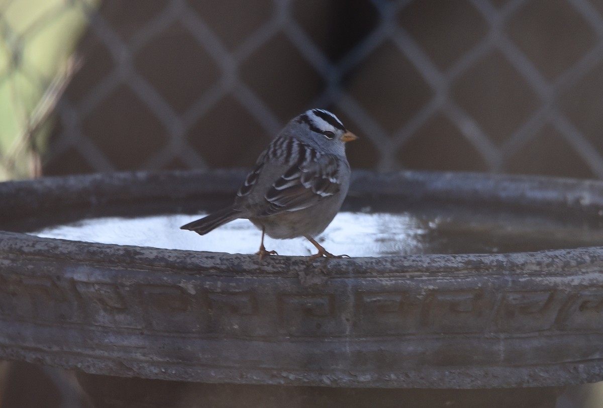 White-crowned Sparrow - D & I Fennell