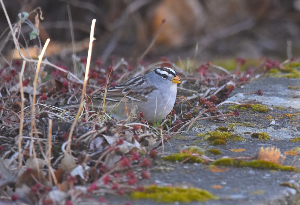 White-crowned Sparrow - D & I Fennell