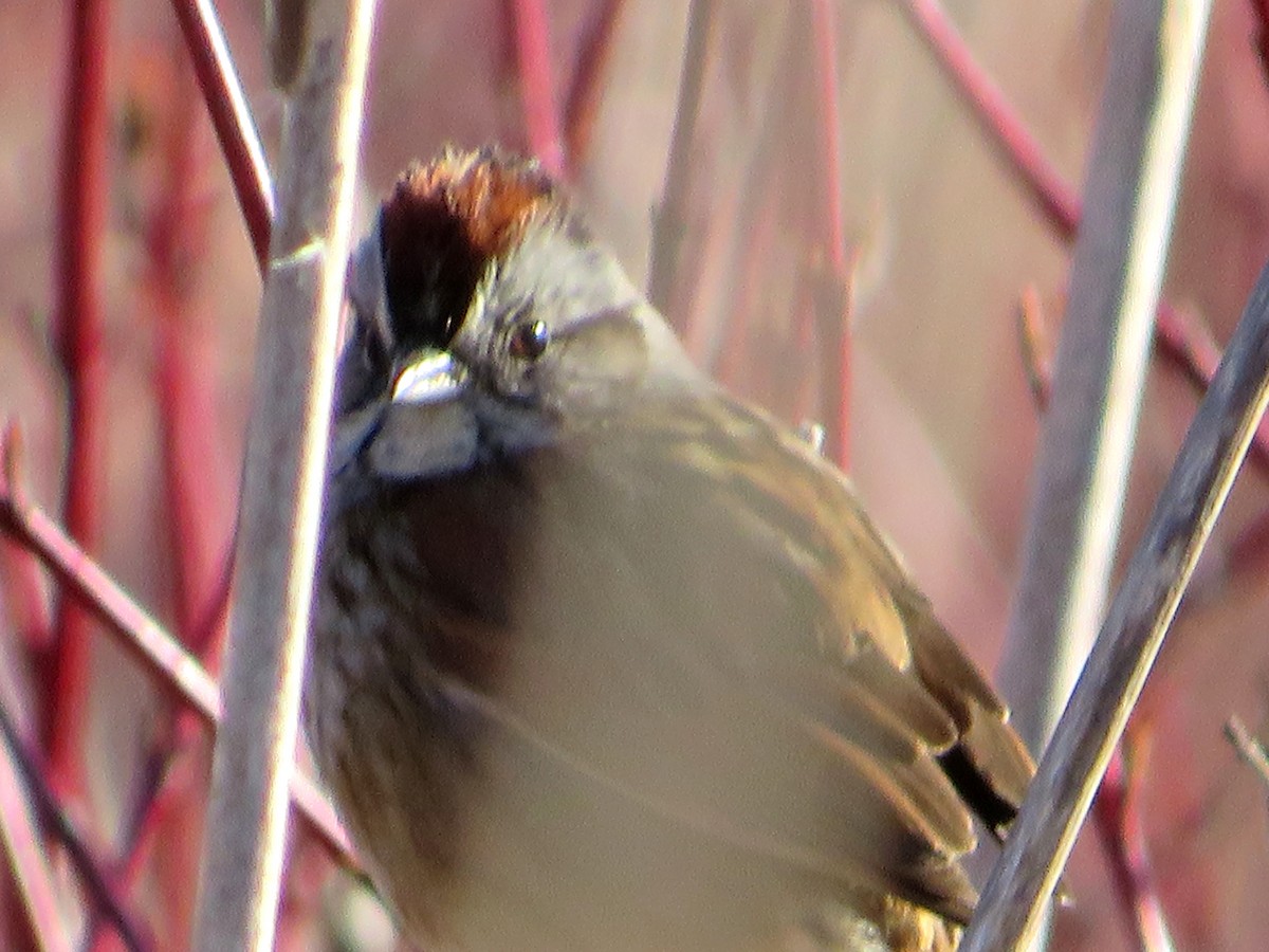 Swamp Sparrow - Marianne Friers