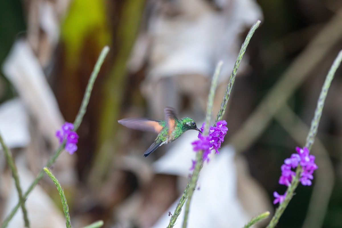 Stripe-tailed Hummingbird - Matt Fischer