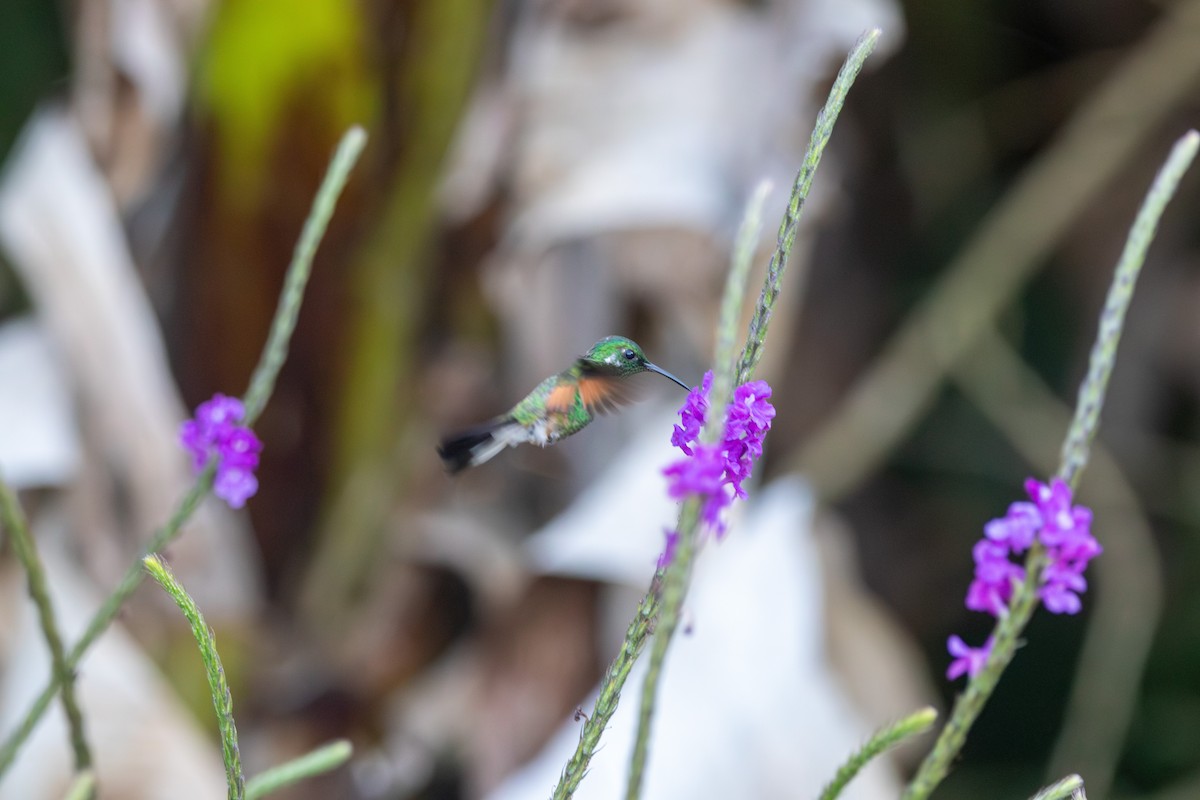 Stripe-tailed Hummingbird - ML618025243