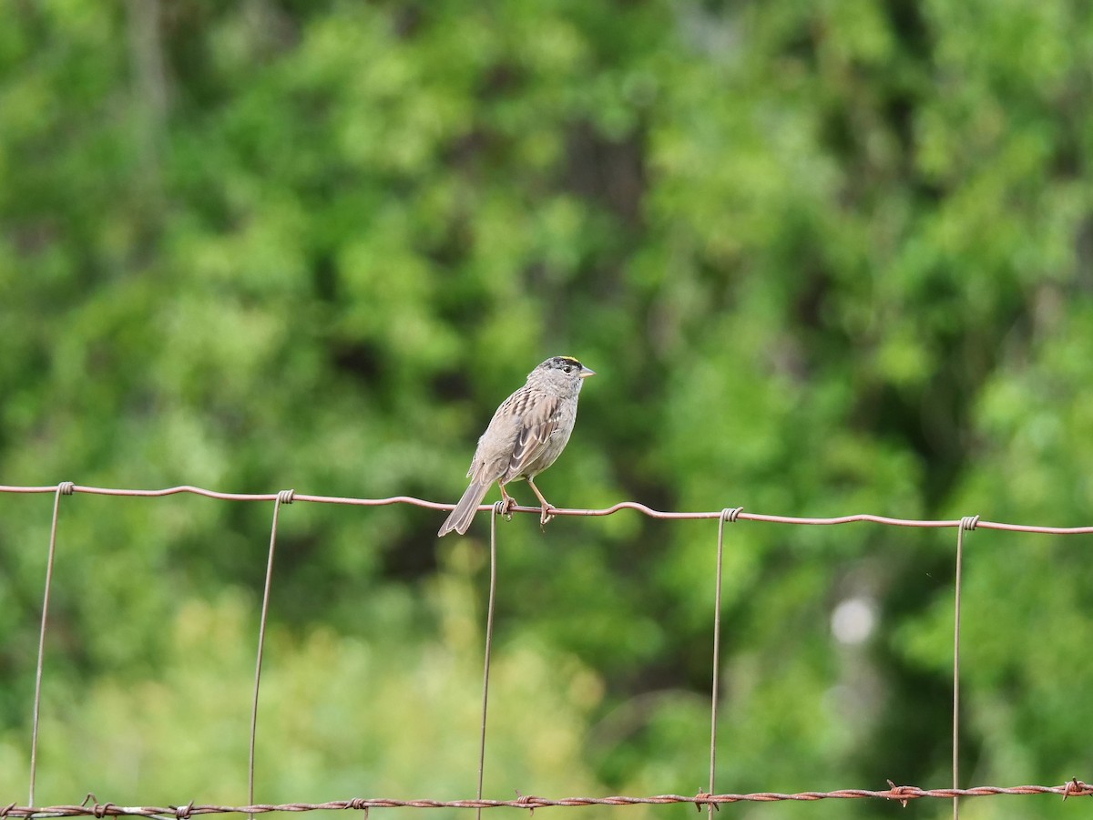 Golden-crowned Sparrow - ML618025246