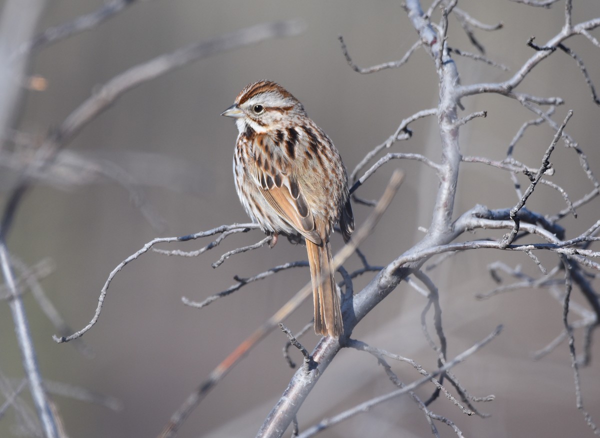 Song Sparrow - D & I Fennell