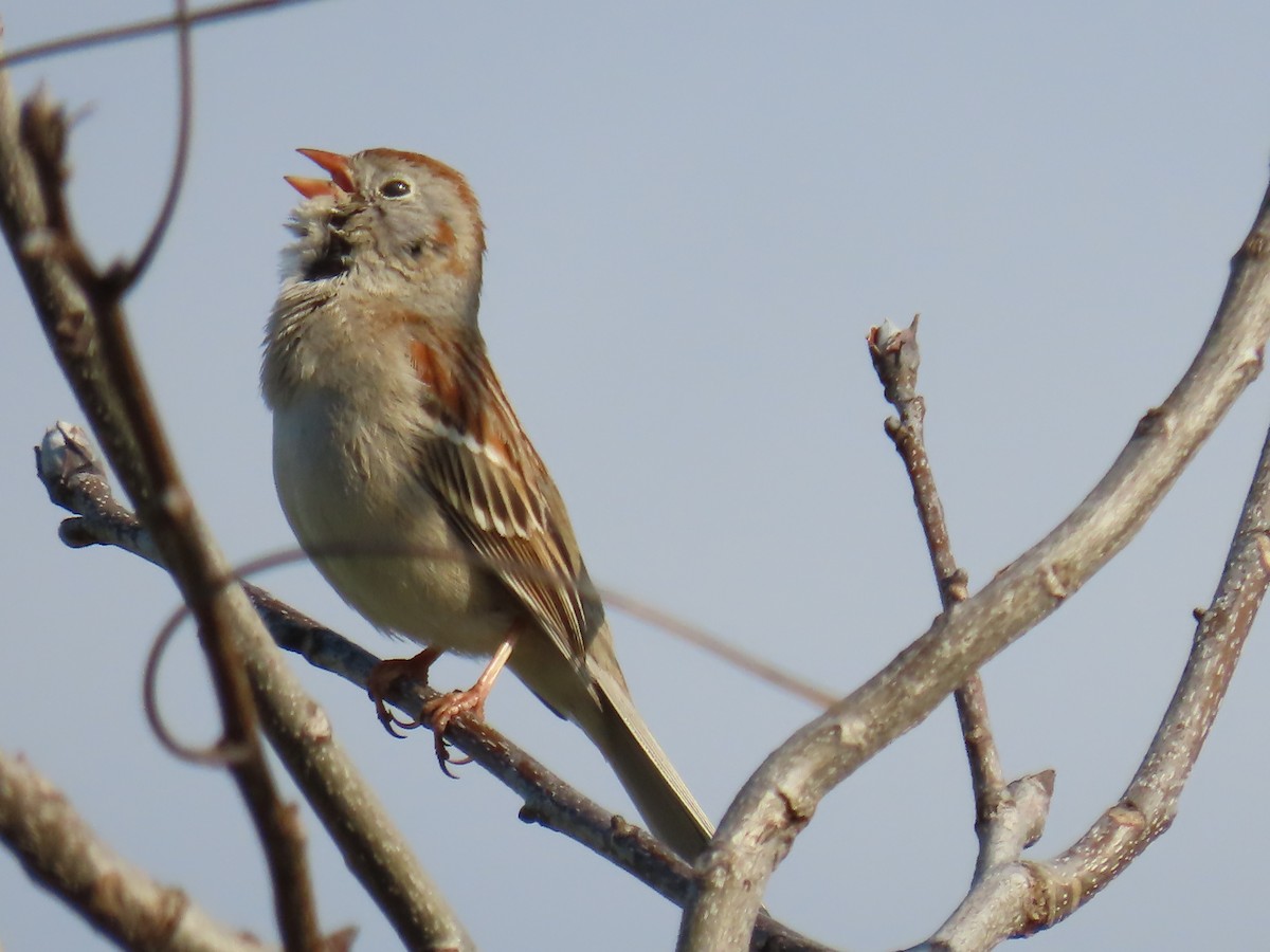 Field Sparrow - Elizabeth Ferber