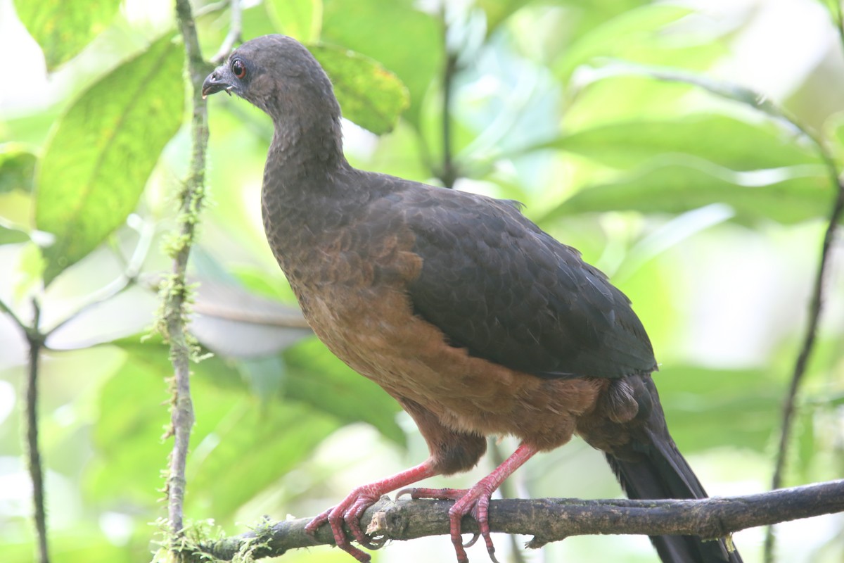 Sickle-winged Guan - ML618025348