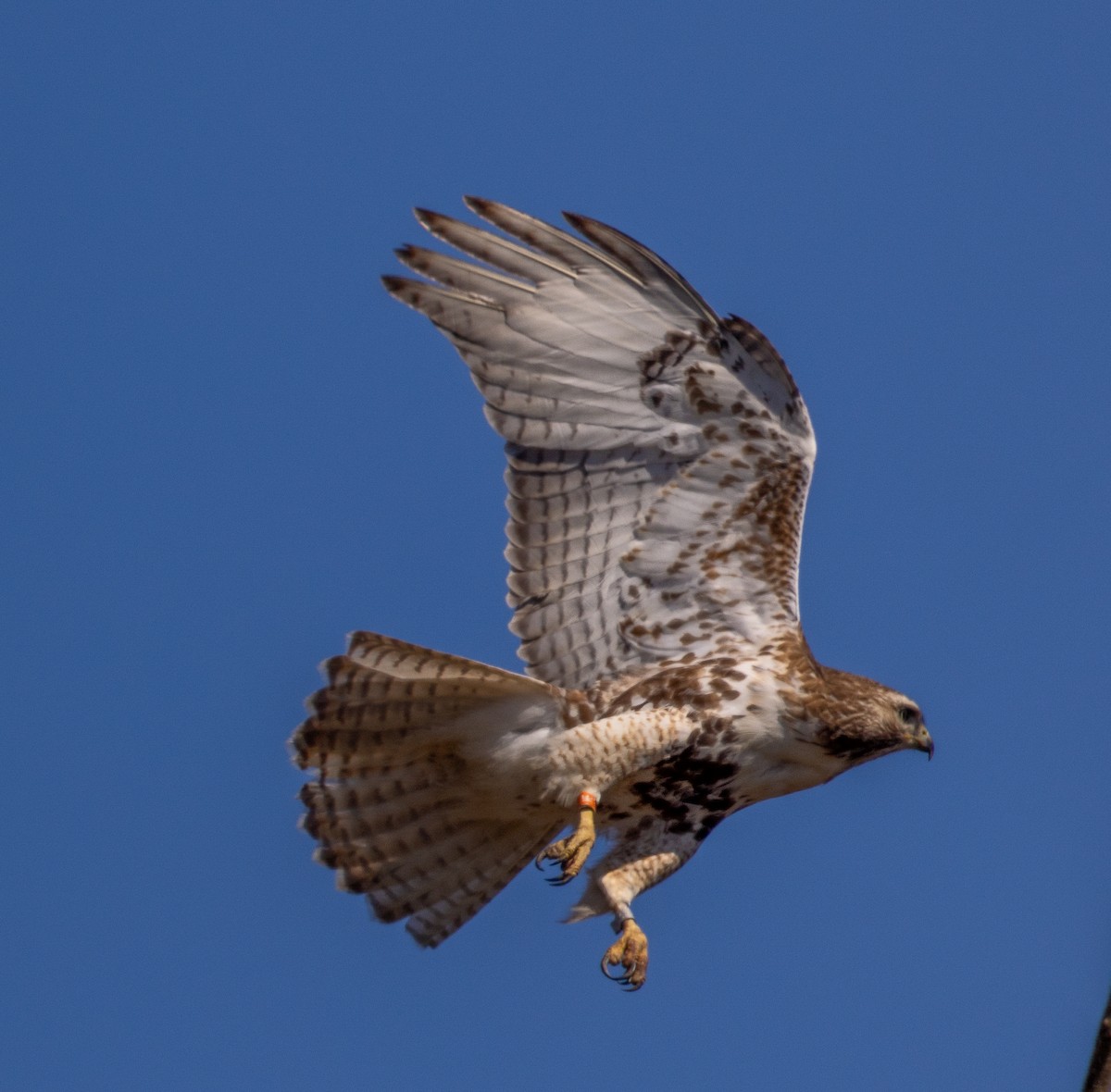 Red-tailed Hawk - ML618025366