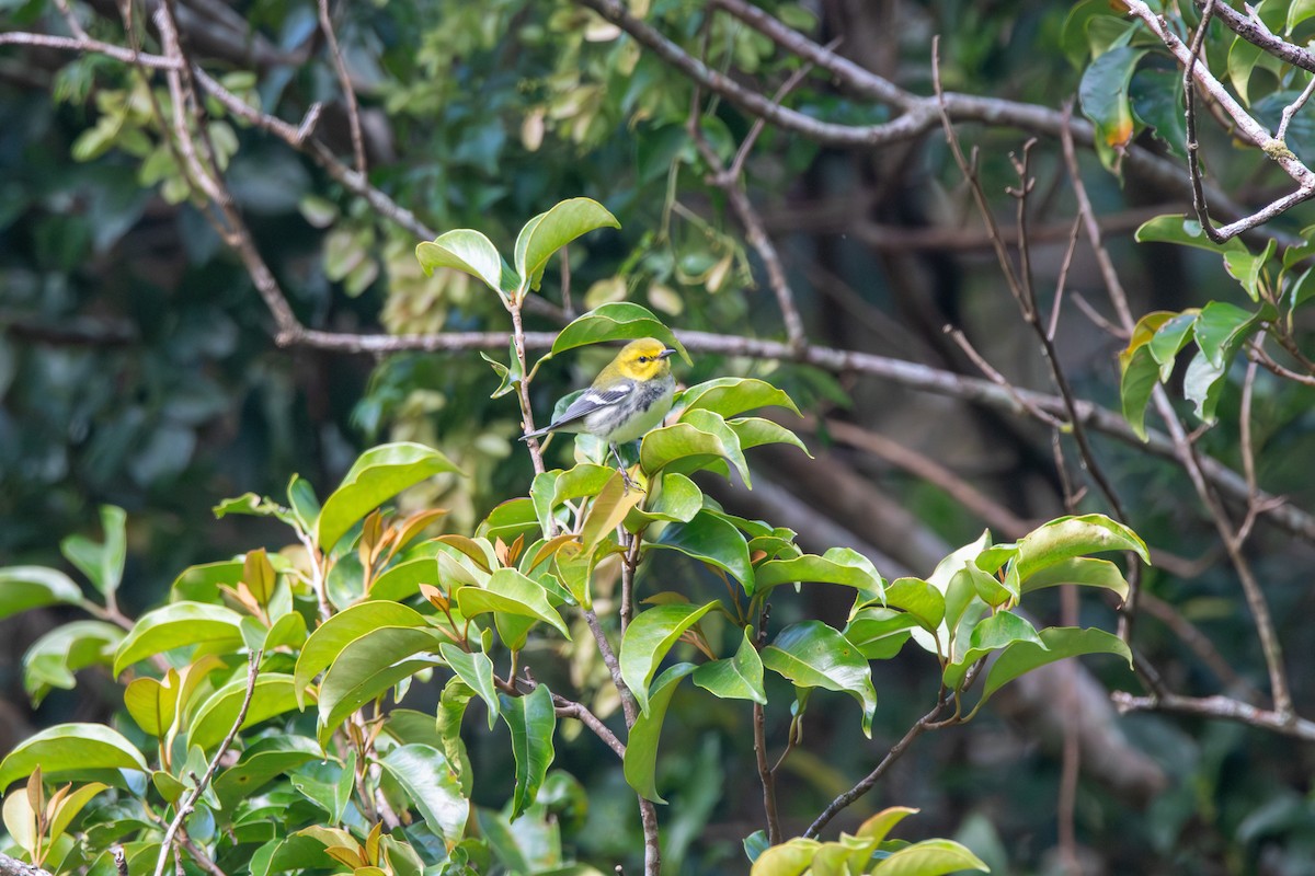 Black-throated Green Warbler - ML618025368
