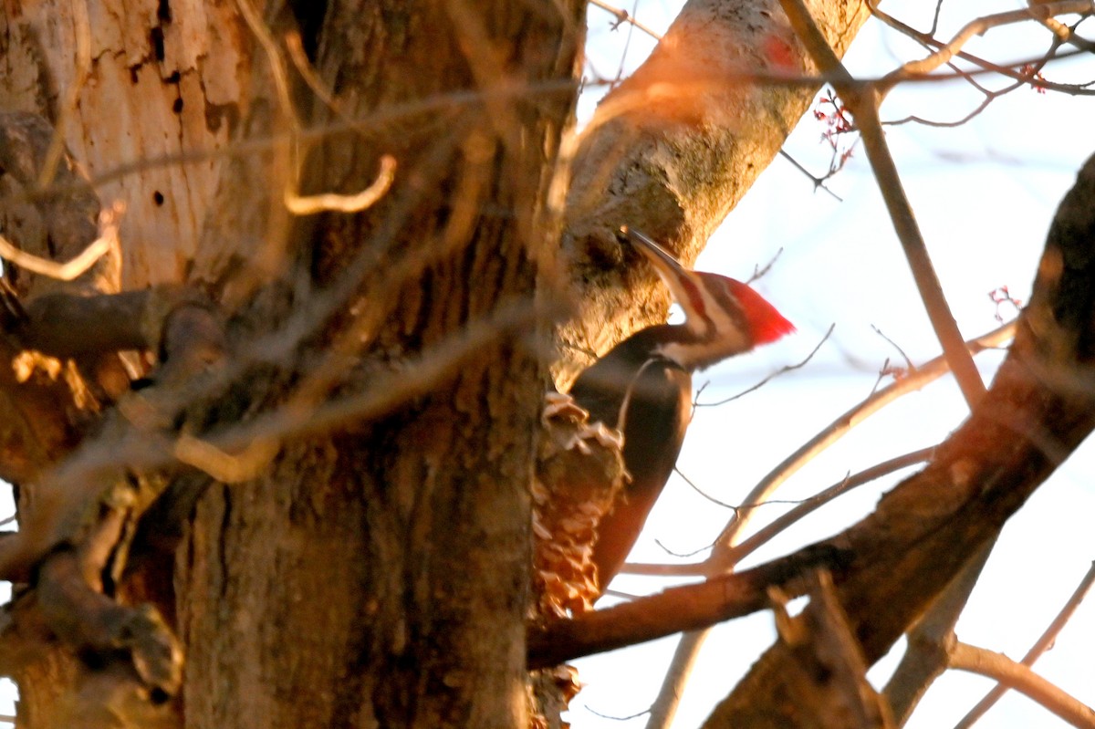 Pileated Woodpecker - ML618025373