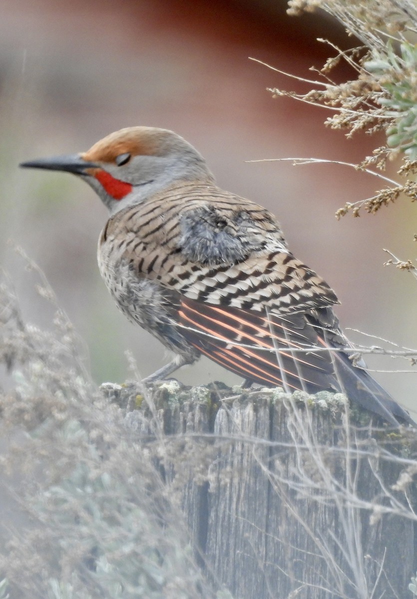 Northern Flicker (Red-shafted) - ML618025380