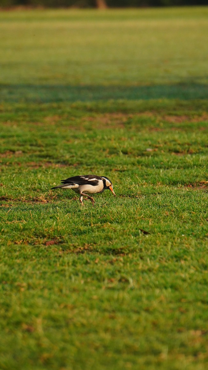 Indian Pied Starling - ML618025422