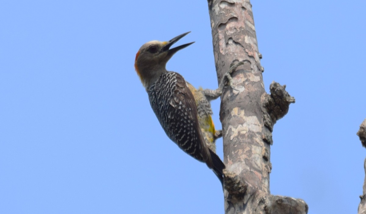Golden-fronted Woodpecker - Nestor Herrera