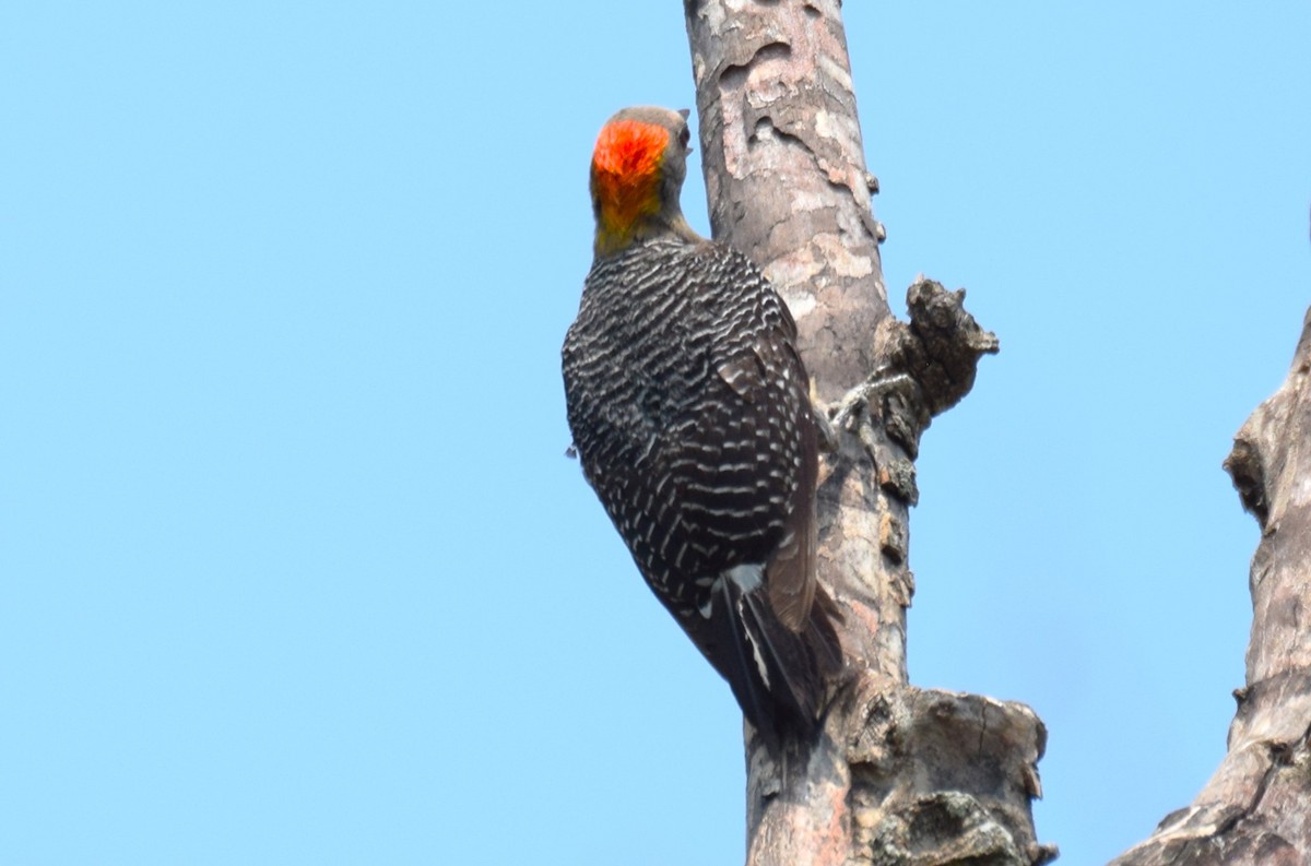Golden-fronted Woodpecker - ML618025439