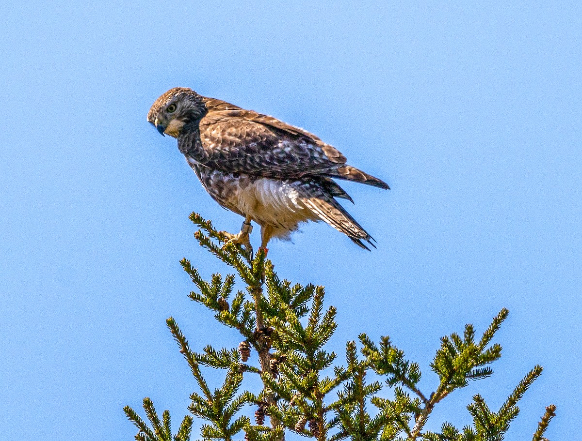 Red-tailed Hawk - ML618025440