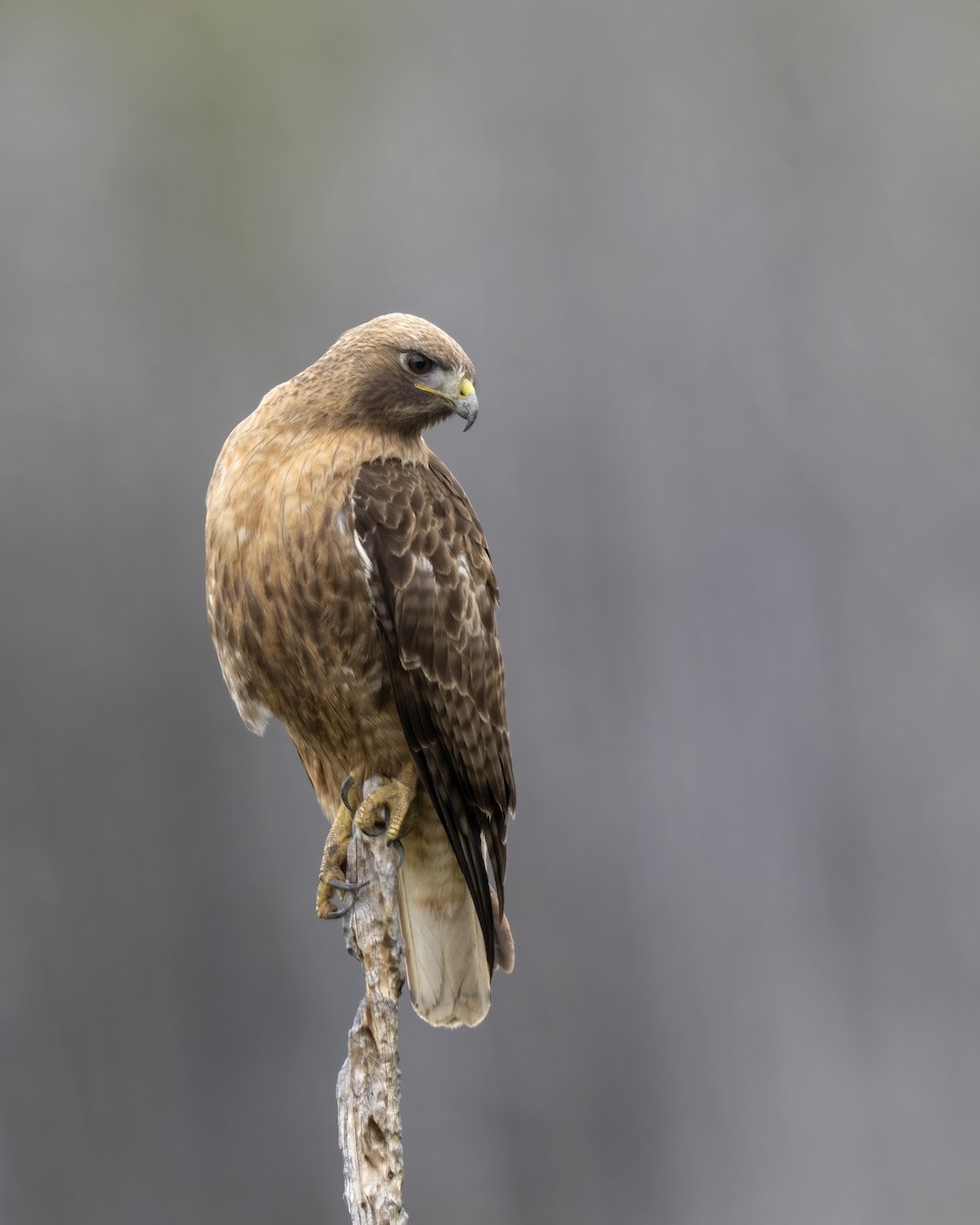 Red-tailed Hawk - ML618025445