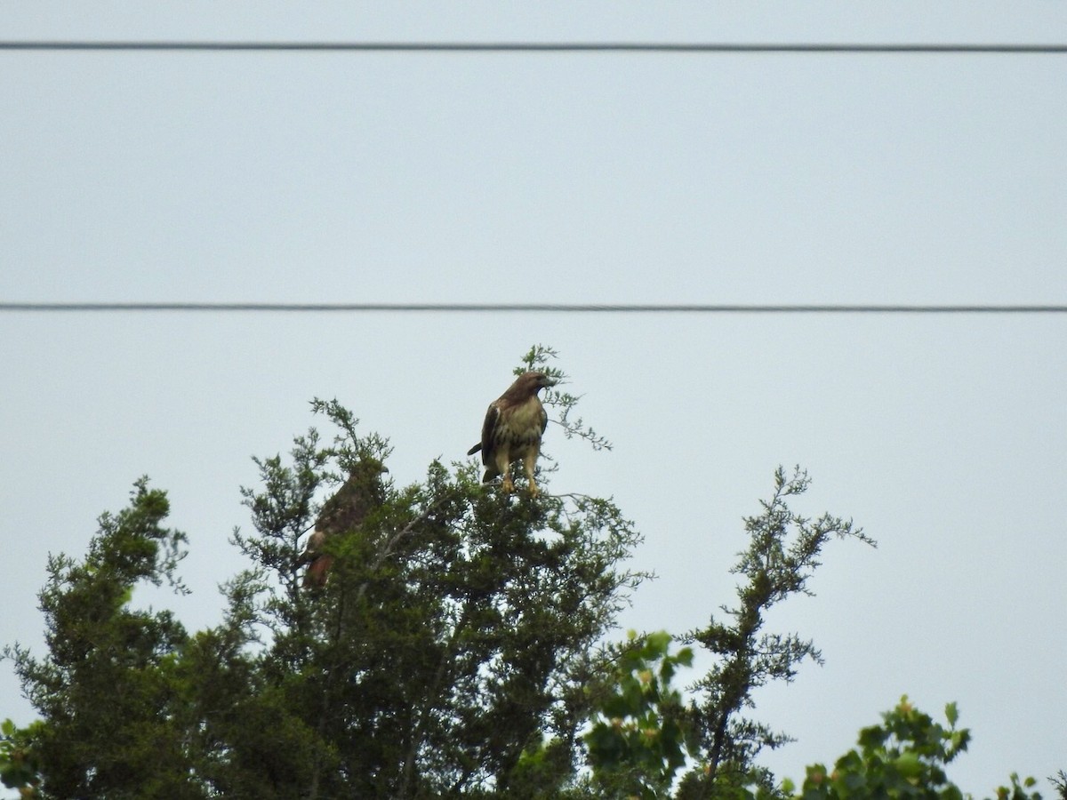 Red-tailed Hawk - ML618025455