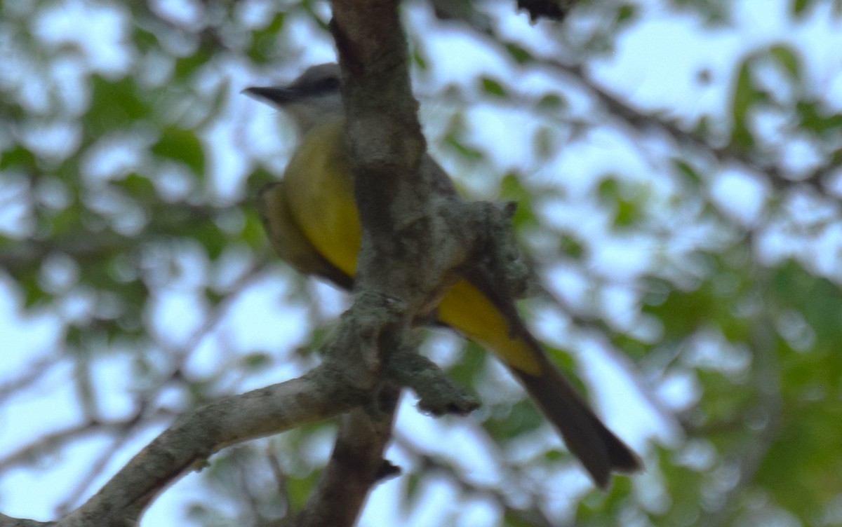 Tropical Kingbird - Nestor Herrera