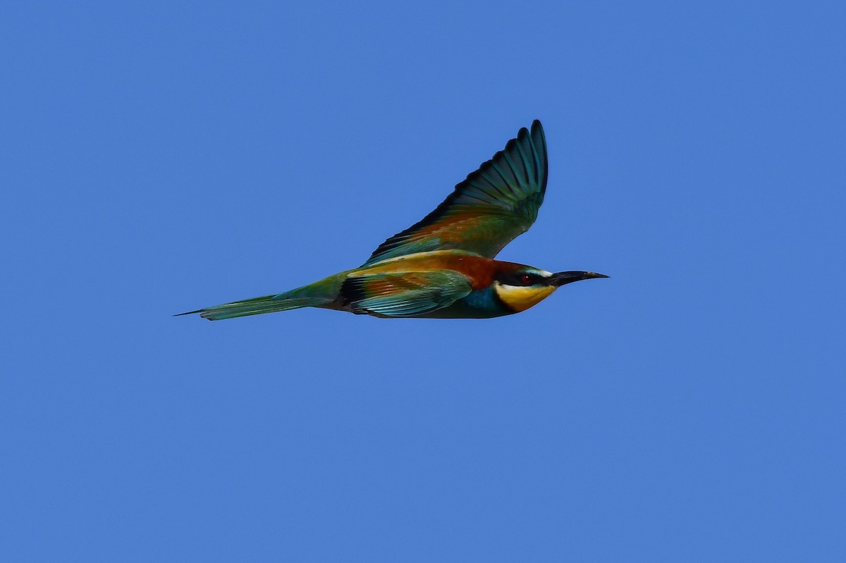 European Bee-eater - ML618025480
