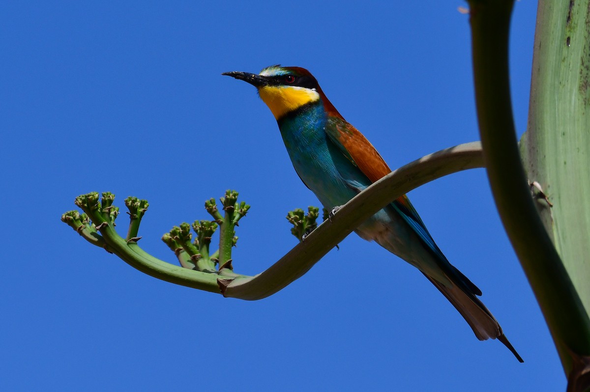 European Bee-eater - Watter AlBahry