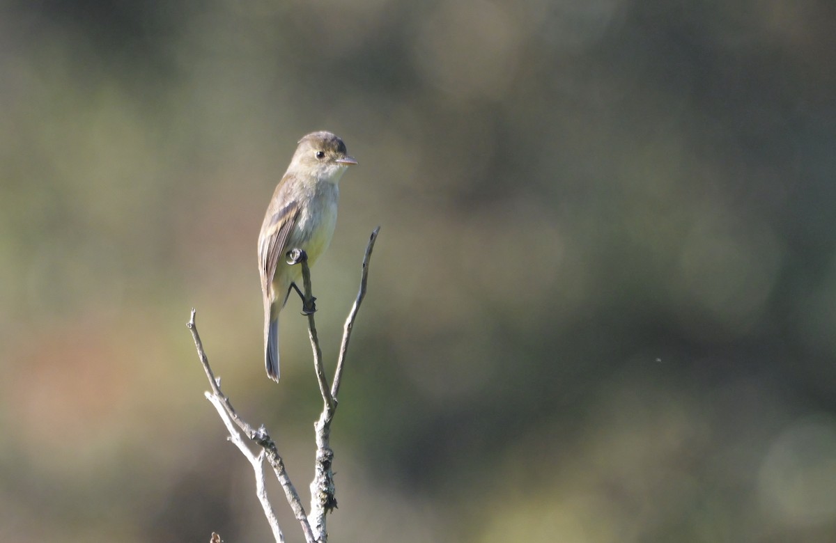 White-throated Flycatcher - Micah Riegner