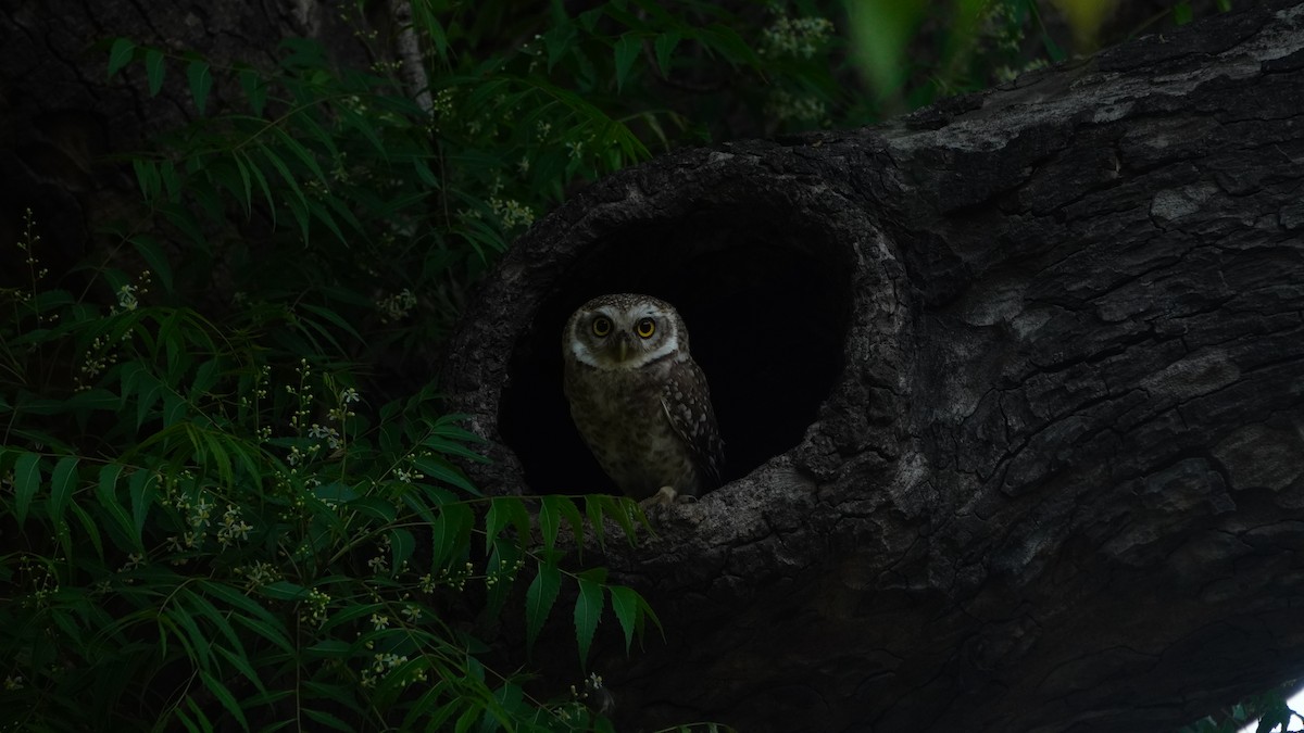 Spotted Owlet - ML618025486