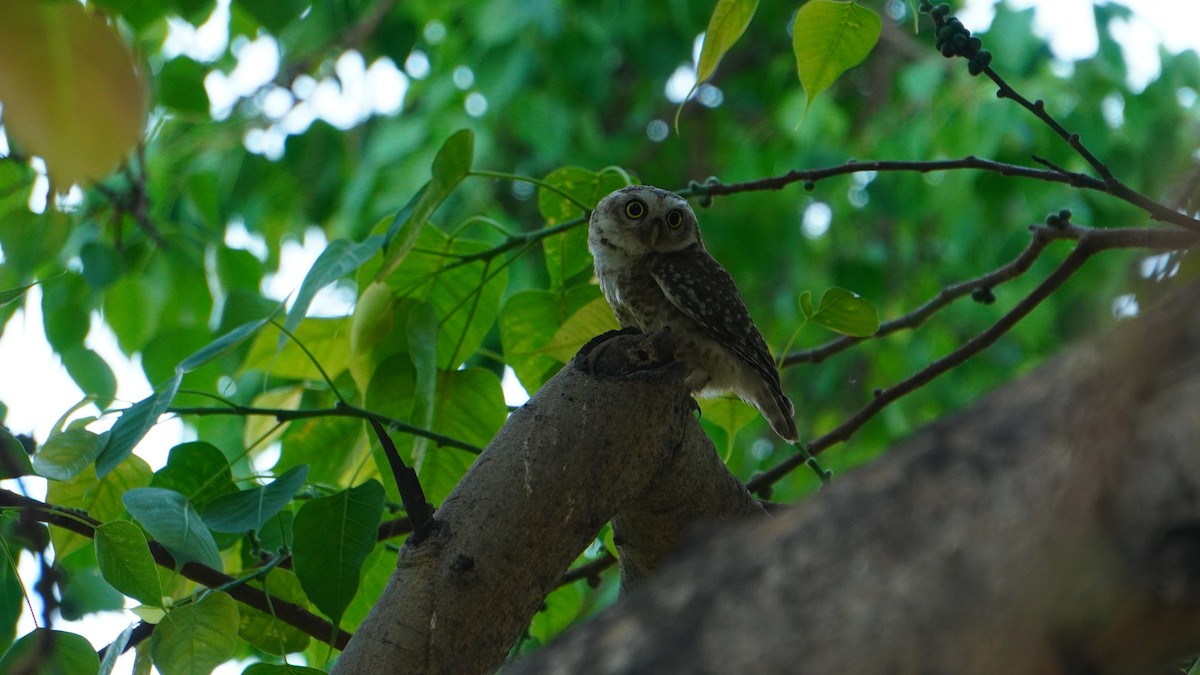 Spotted Owlet - ML618025487