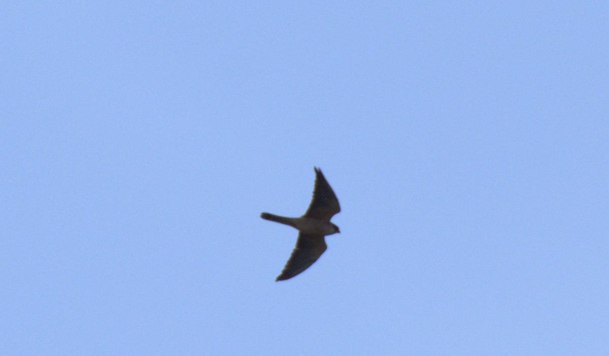 Red-footed Falcon - ML618025498