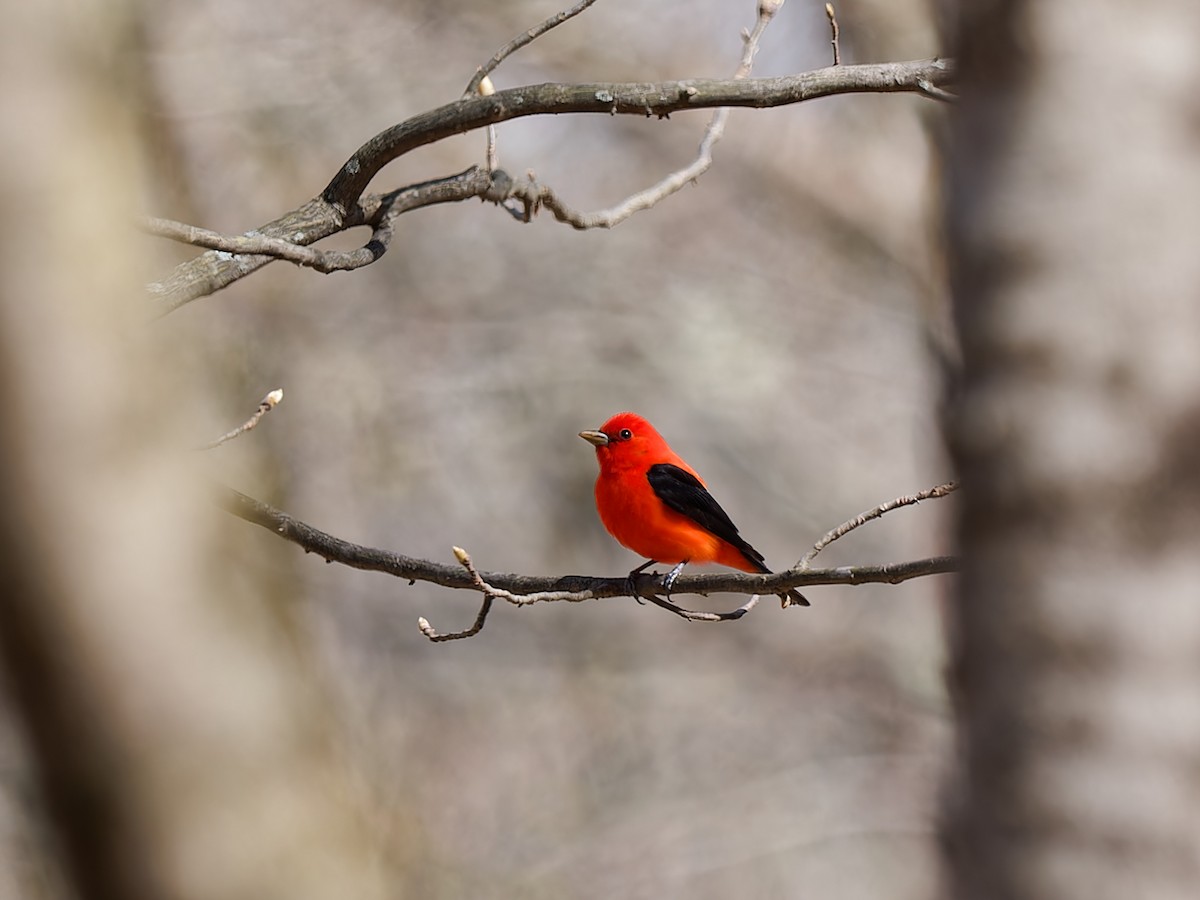 Scarlet Tanager - ML618025516