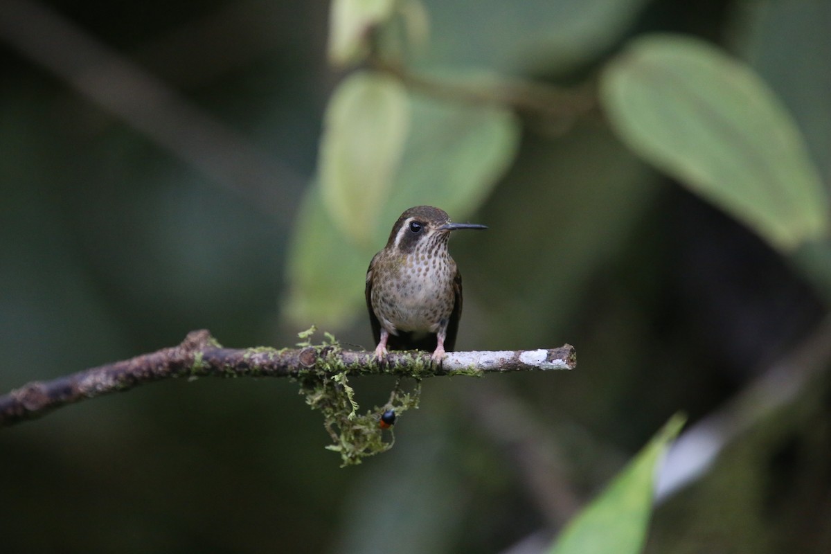 Speckled Hummingbird (maculata) - Desmond Allen