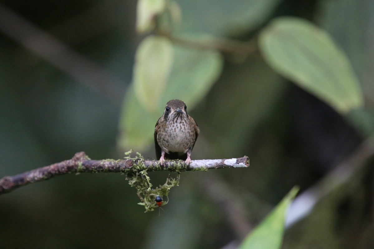 Speckled Hummingbird (maculata) - ML618025526
