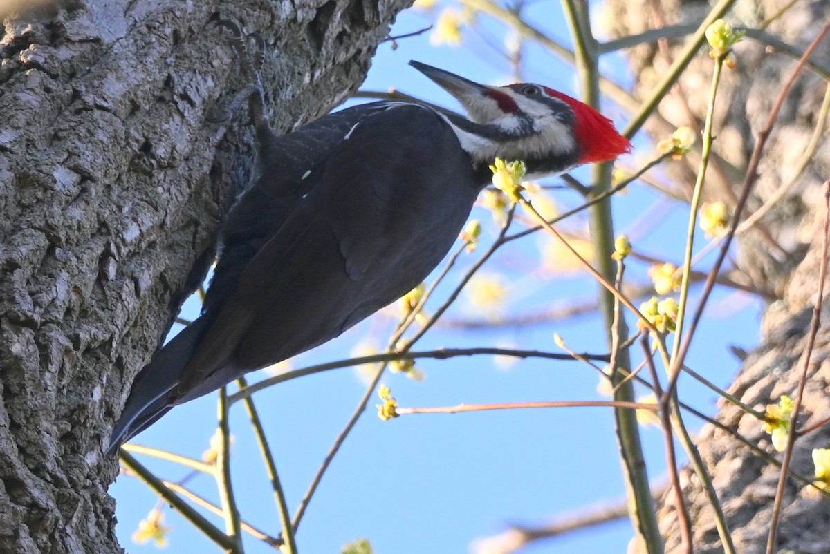 Pileated Woodpecker - ML618025530