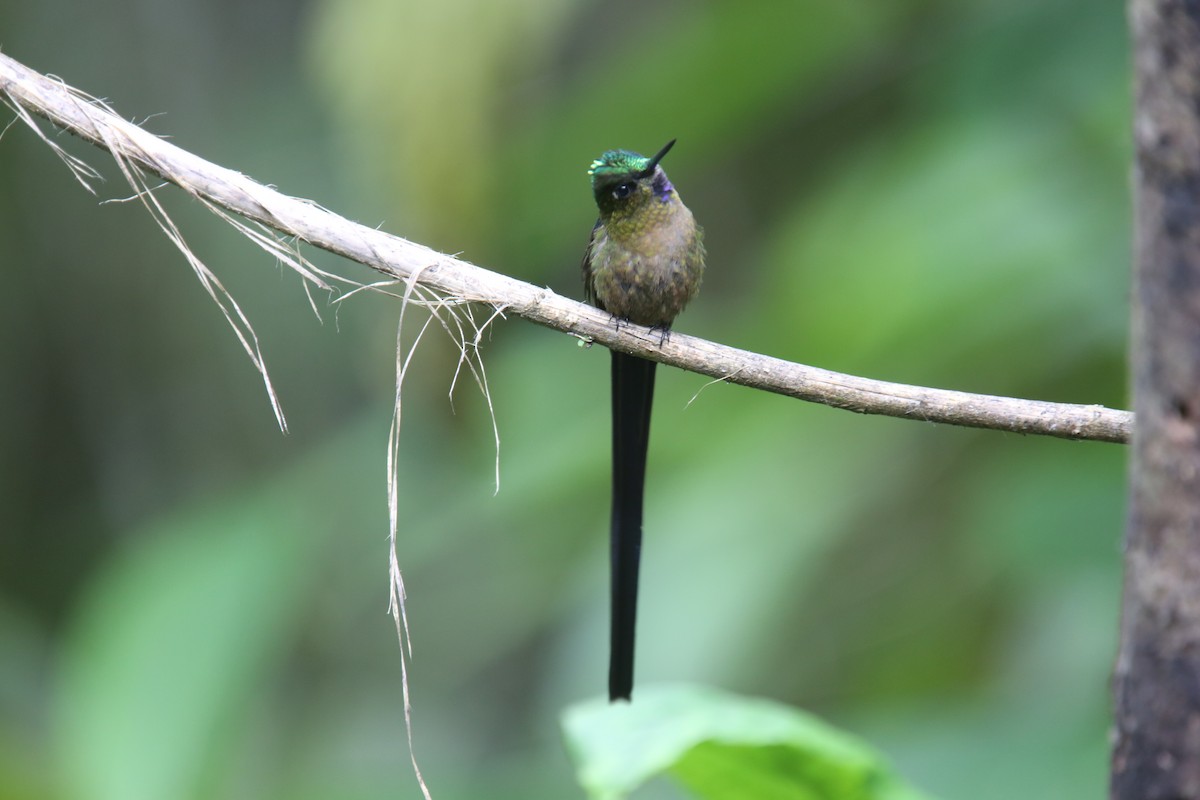 Violet-tailed Sylph - ML618025542