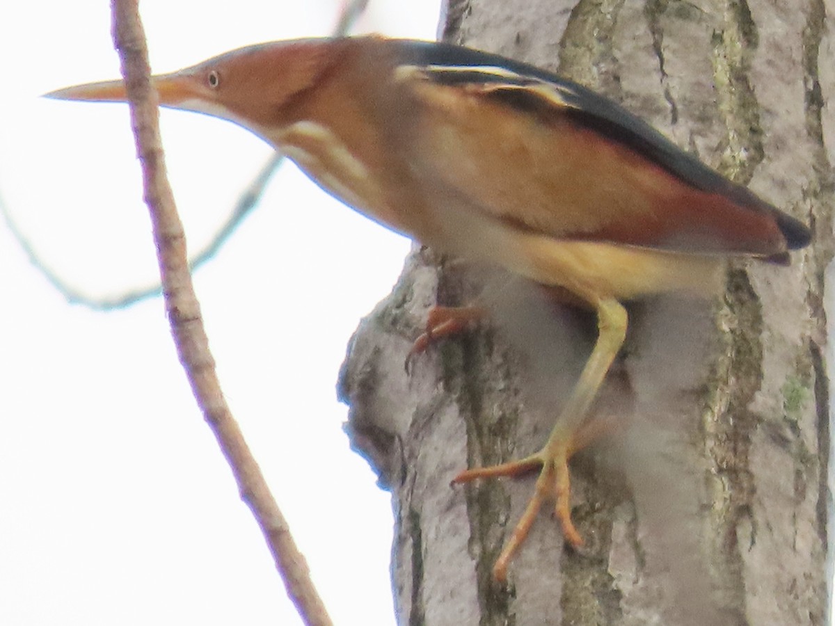 Least Bittern - dave chase