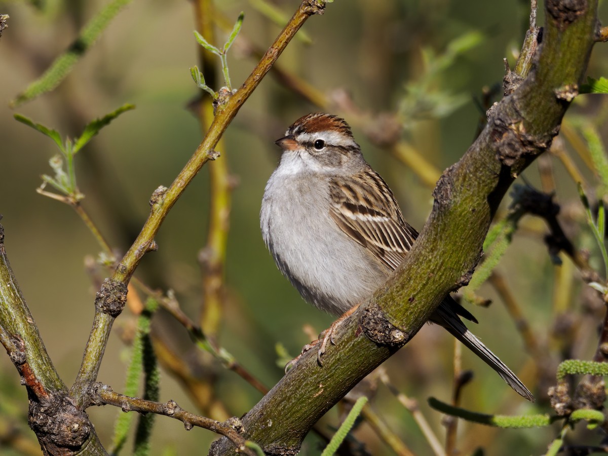 Chipping Sparrow - ML618025553