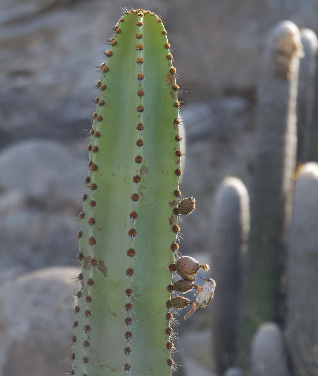 Canastero de Los Cactus - ML618025555