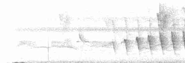 Chocó-Strichelameisenschlüpfer - ML618025569