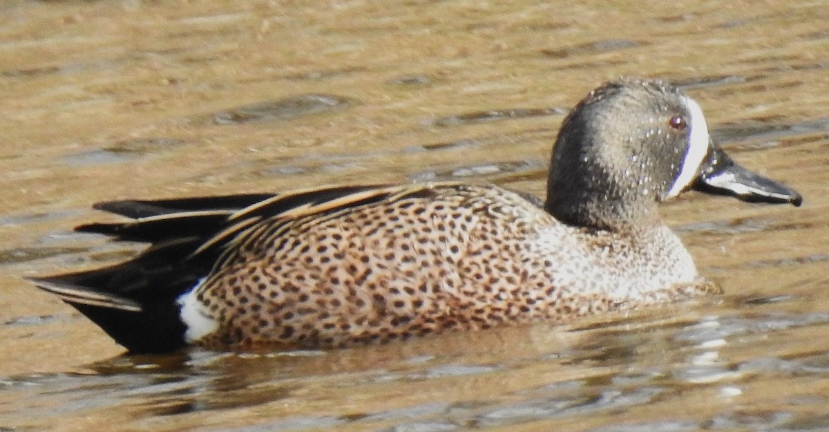 Blue-winged Teal - ML618025572