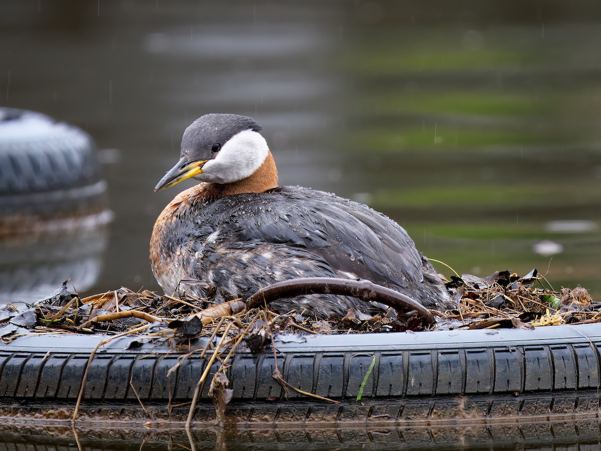 Red-necked Grebe - ML618025575