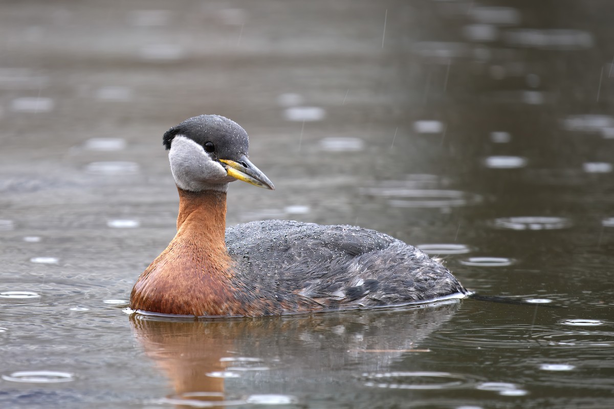 Red-necked Grebe - ML618025576