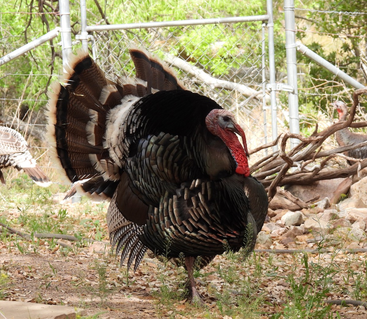 Wild Turkey - Karen Roll
