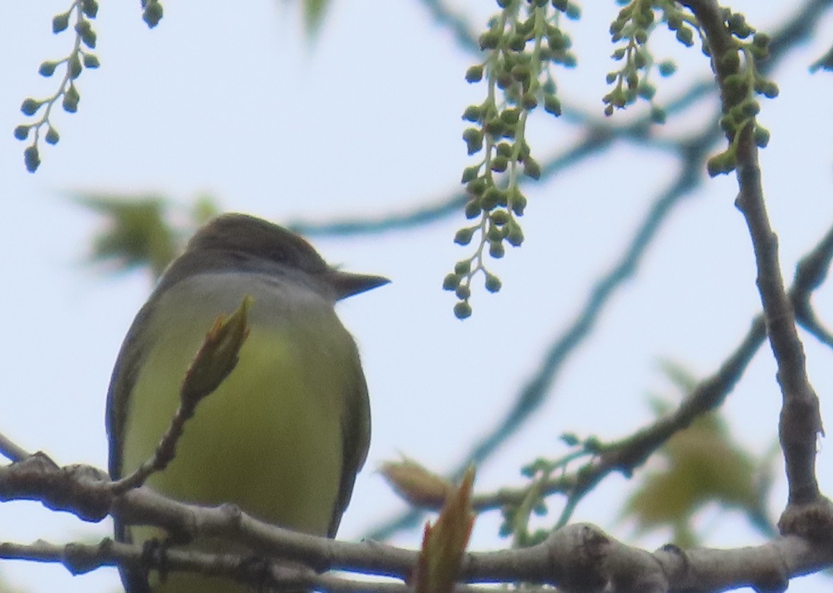 Great Crested Flycatcher - ML618025589