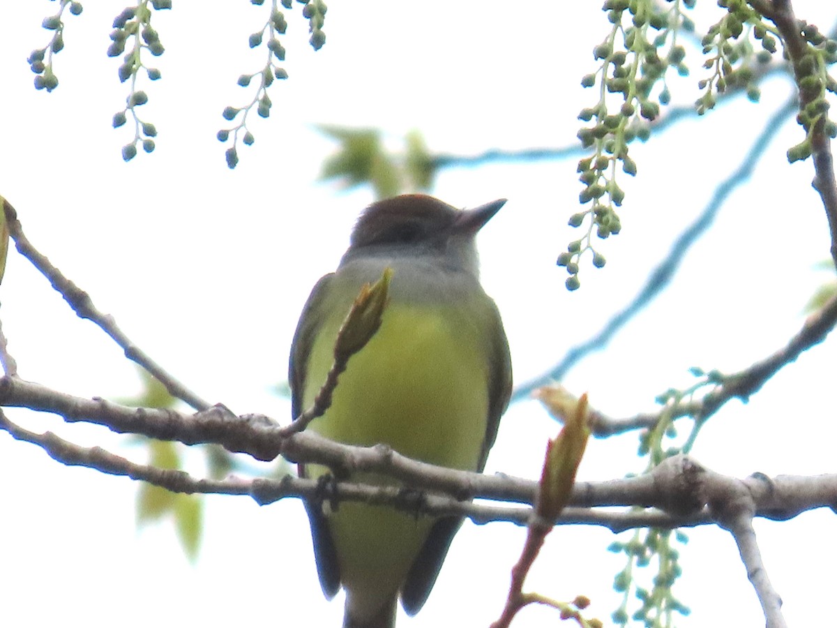 Great Crested Flycatcher - ML618025590