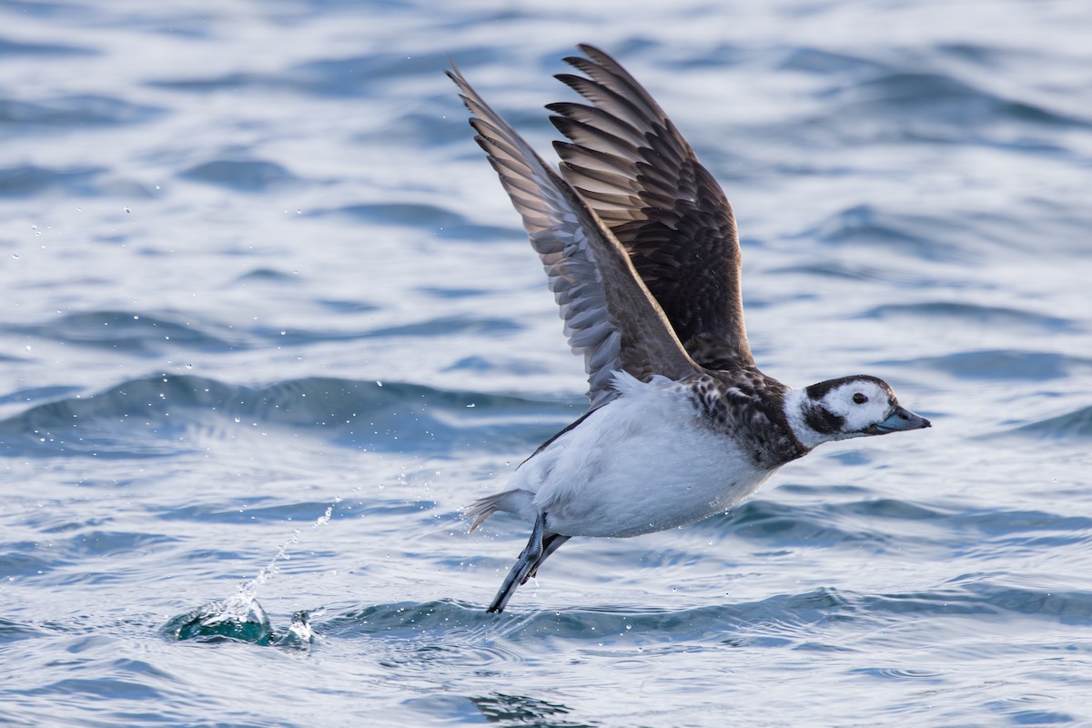 Long-tailed Duck - ML618025592