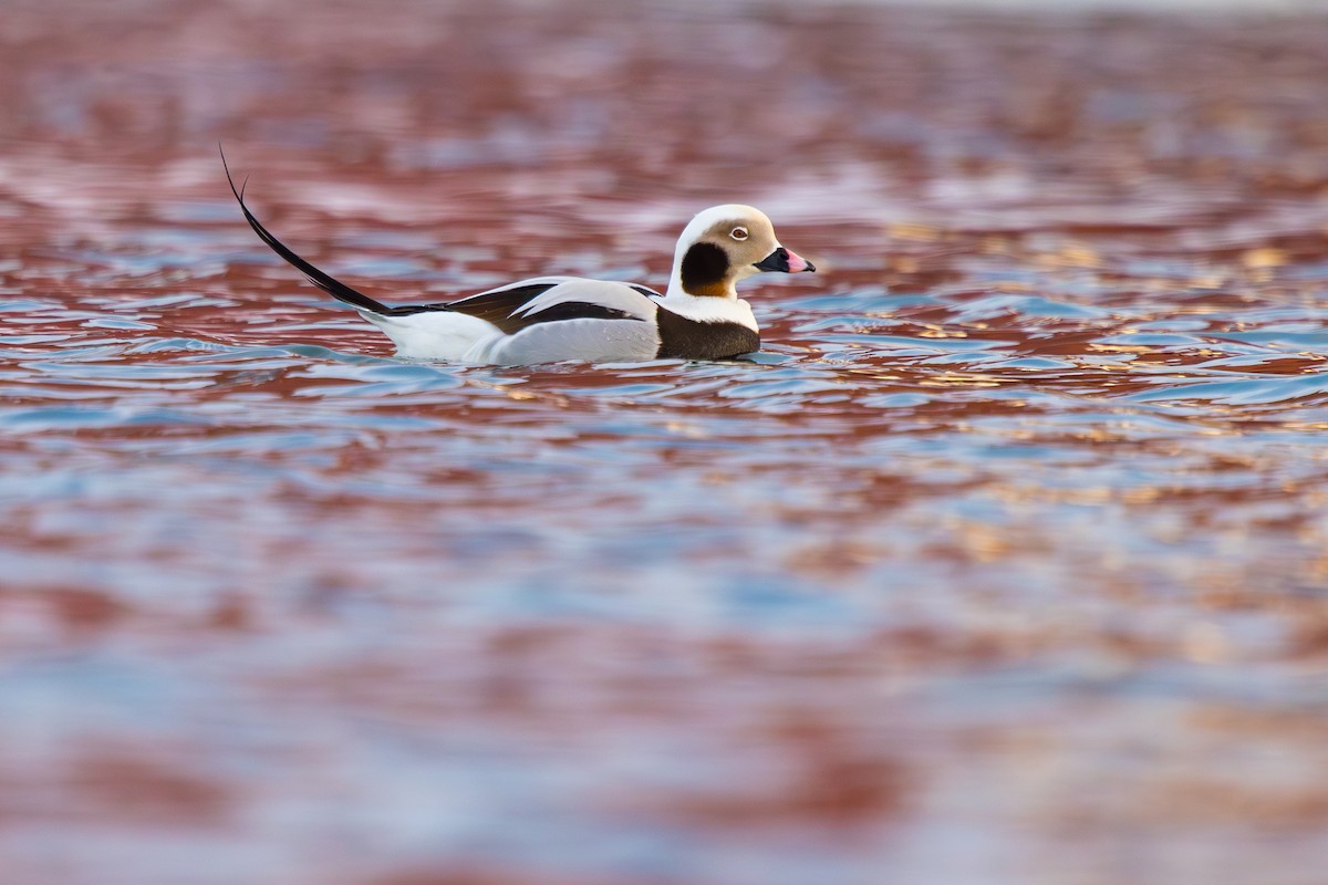 Long-tailed Duck - Tomasz Wilk
